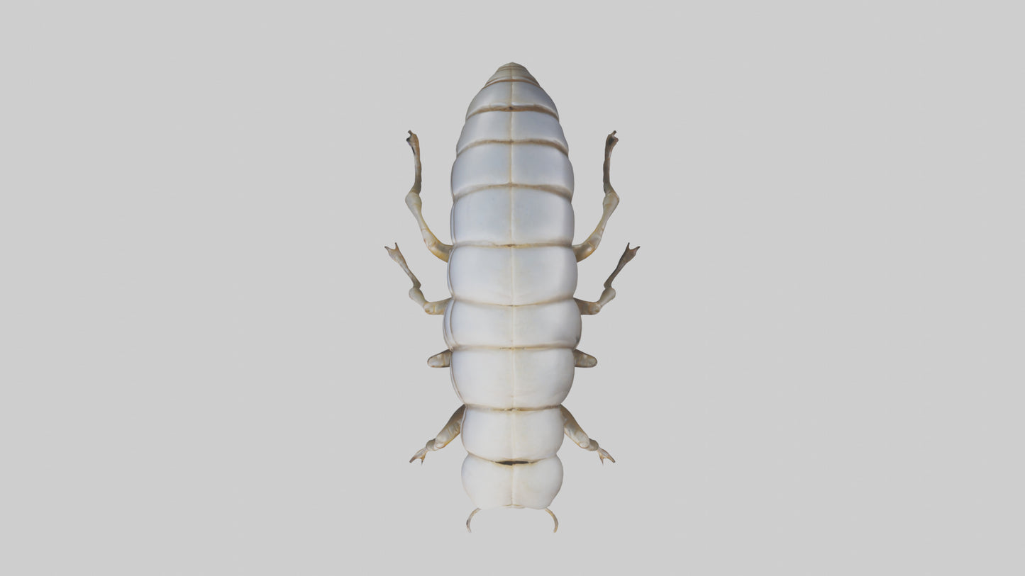 Isopod walking model VR / AR / low-poly