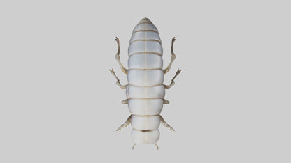 Isopod walking model VR / AR / low-poly