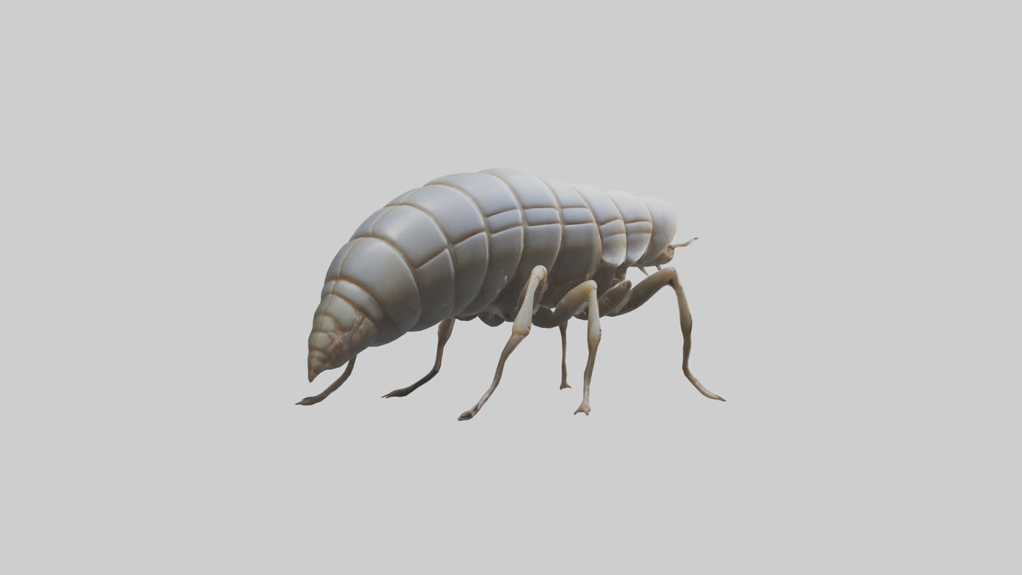Isopod walking model VR / AR / low-poly
