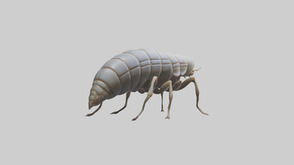 Isopod walking model VR / AR / low-poly