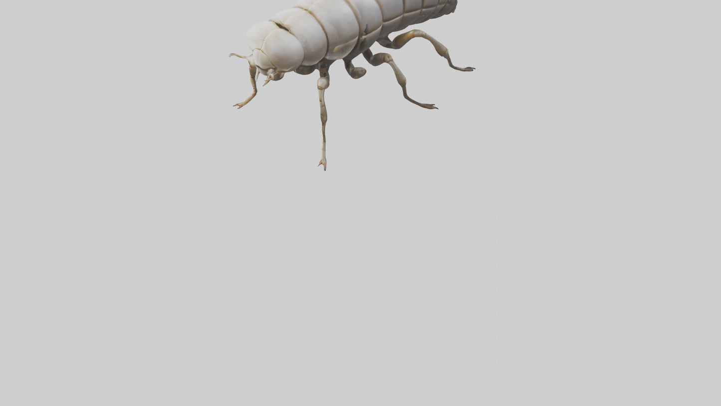 Isopod walking model VR / AR / low-poly