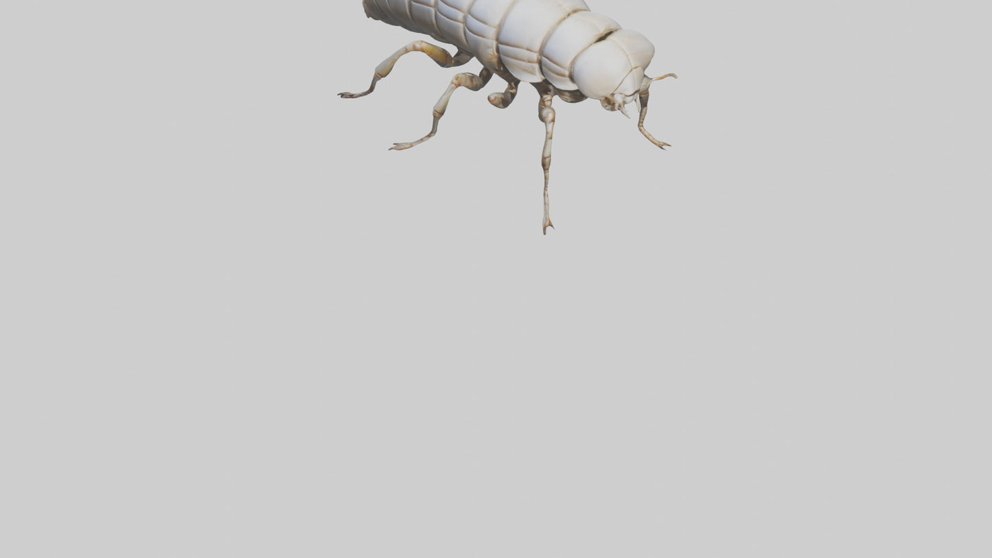 Isopod walking model VR / AR / low-poly