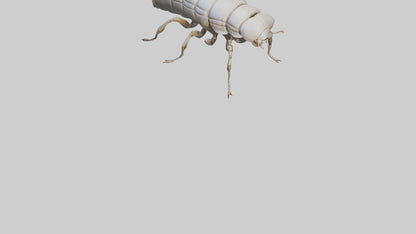 Isopod walking model VR / AR / low-poly