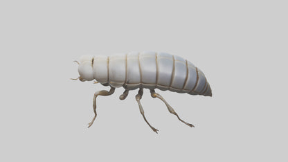 Isopod walking model VR / AR / low-poly
