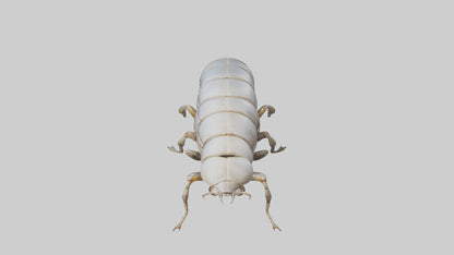 Isopod walking model VR / AR / low-poly