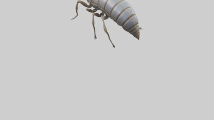 Isopod walking model VR / AR / low-poly