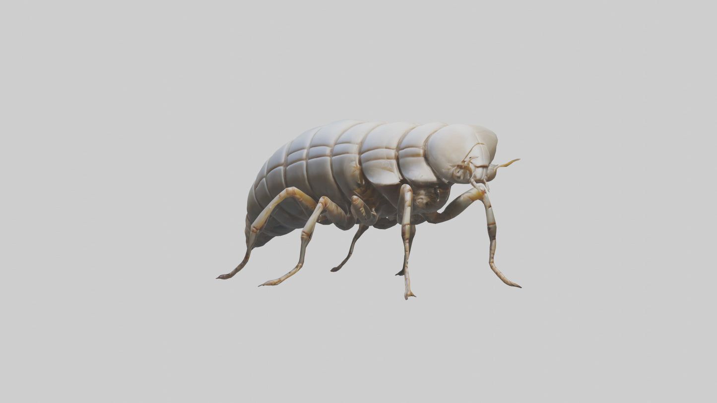 Isopod walking model VR / AR / low-poly