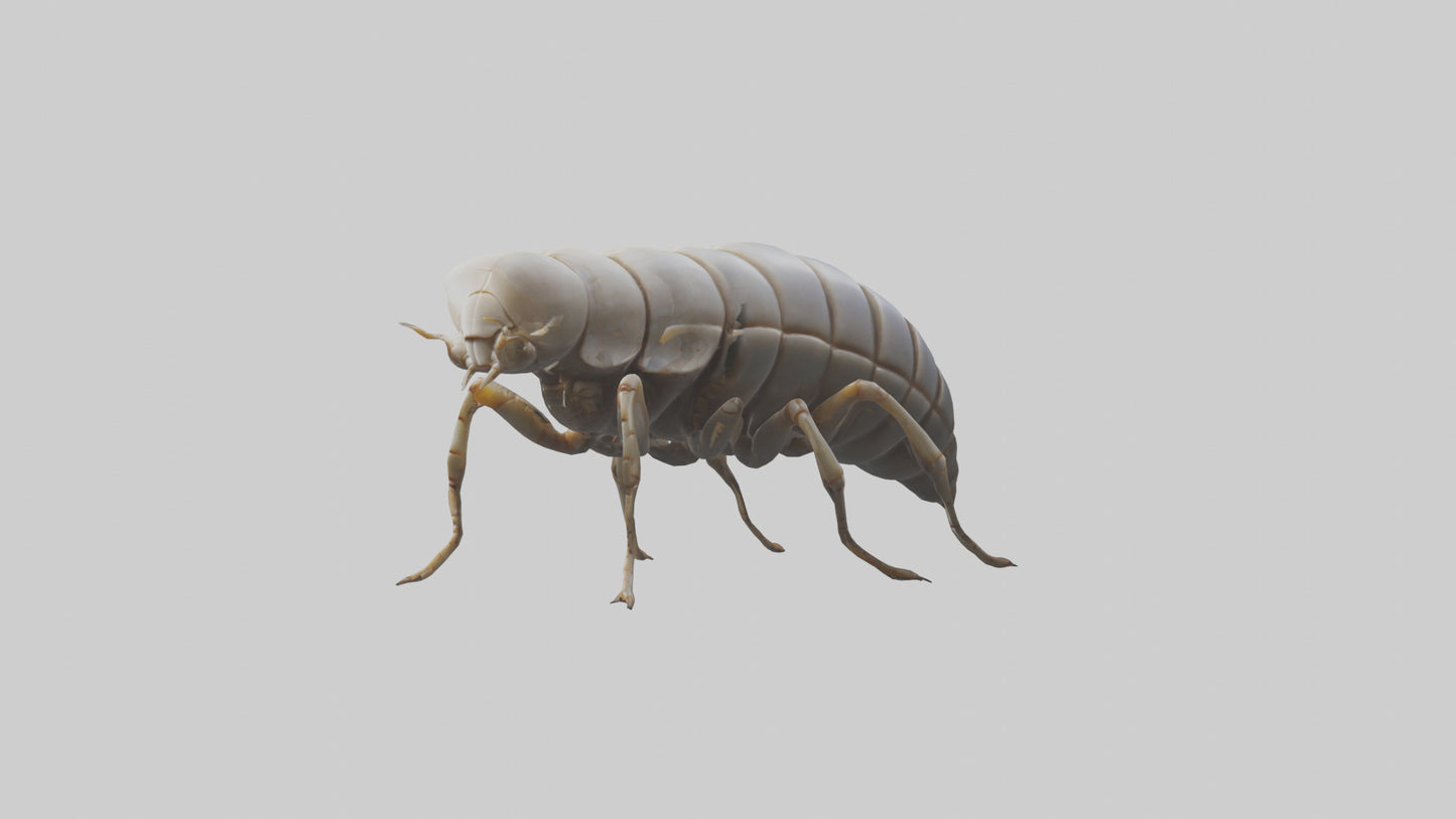 Isopod walking model VR / AR / low-poly