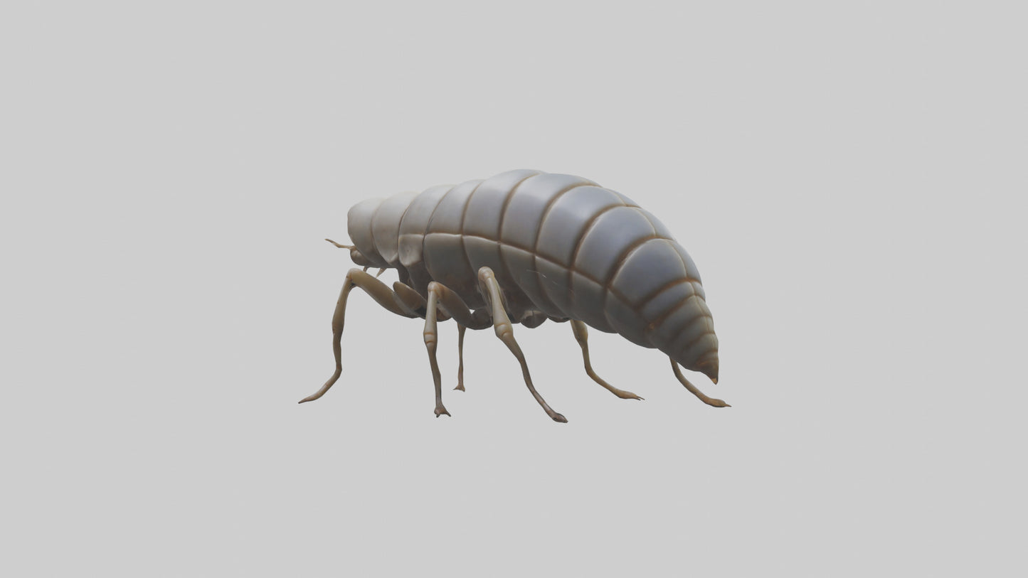Isopod walking model VR / AR / low-poly