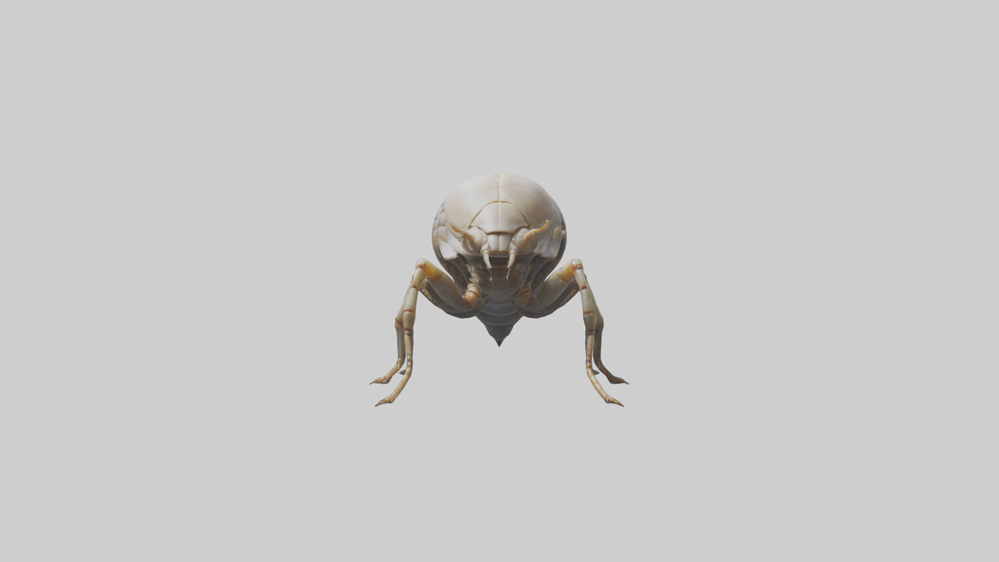 Isopod walking model VR / AR / low-poly