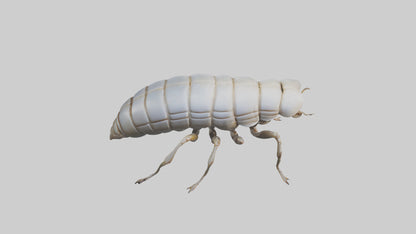 Isopod walking model VR / AR / low-poly