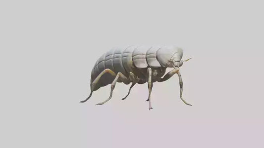 Isopod walking model VR / AR / low-poly