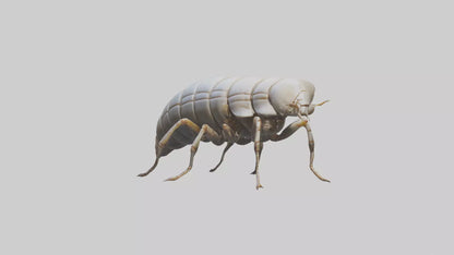 Isopod walking model VR / AR / low-poly
