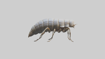 Isopod walking model VR / AR / low-poly
