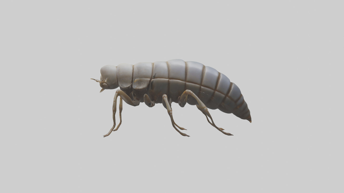 Isopod walking model VR / AR / low-poly