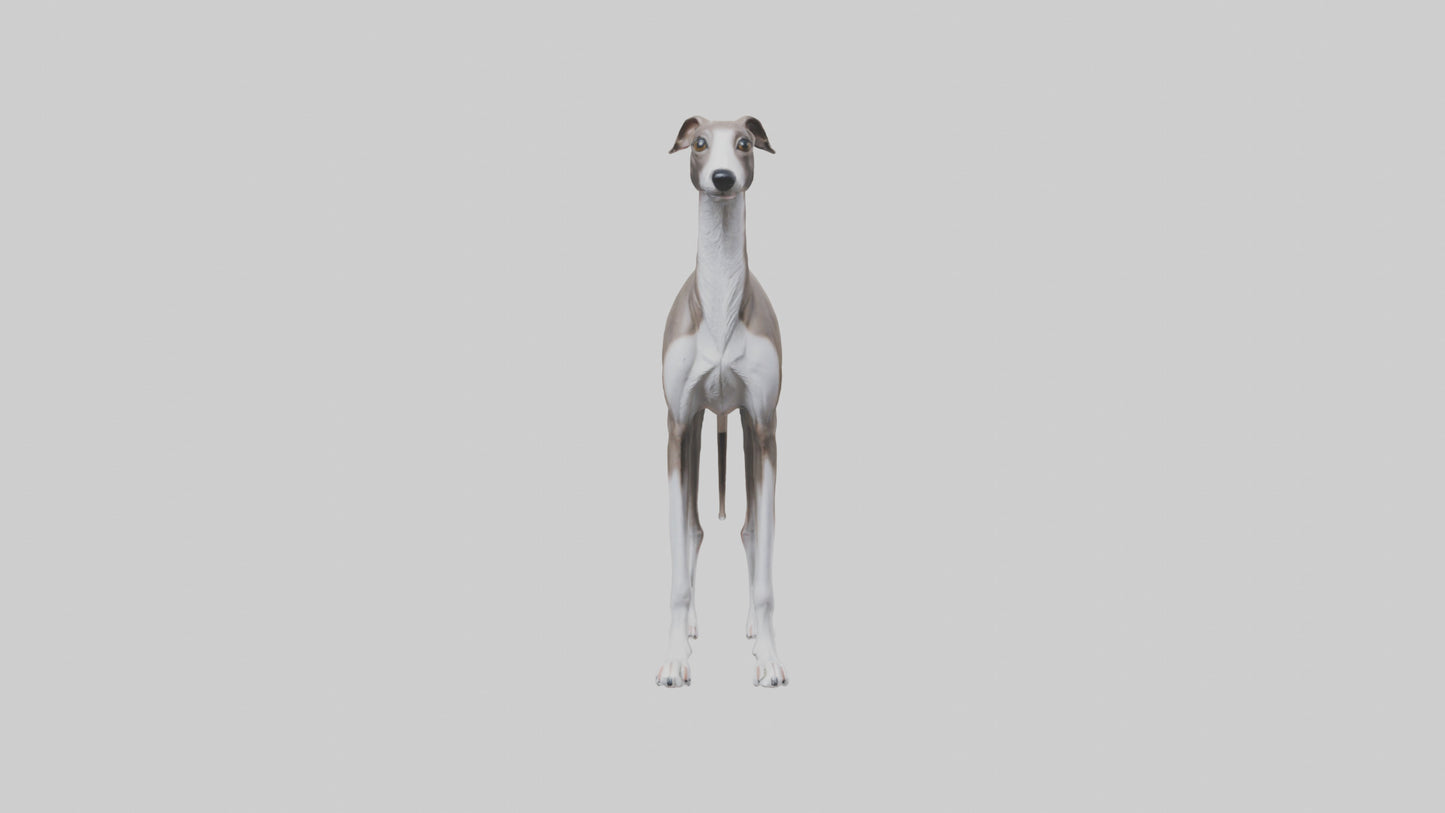 Italian Greyhound statue model VR / AR / low-poly