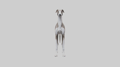 Italian Greyhound statue model VR / AR / low-poly