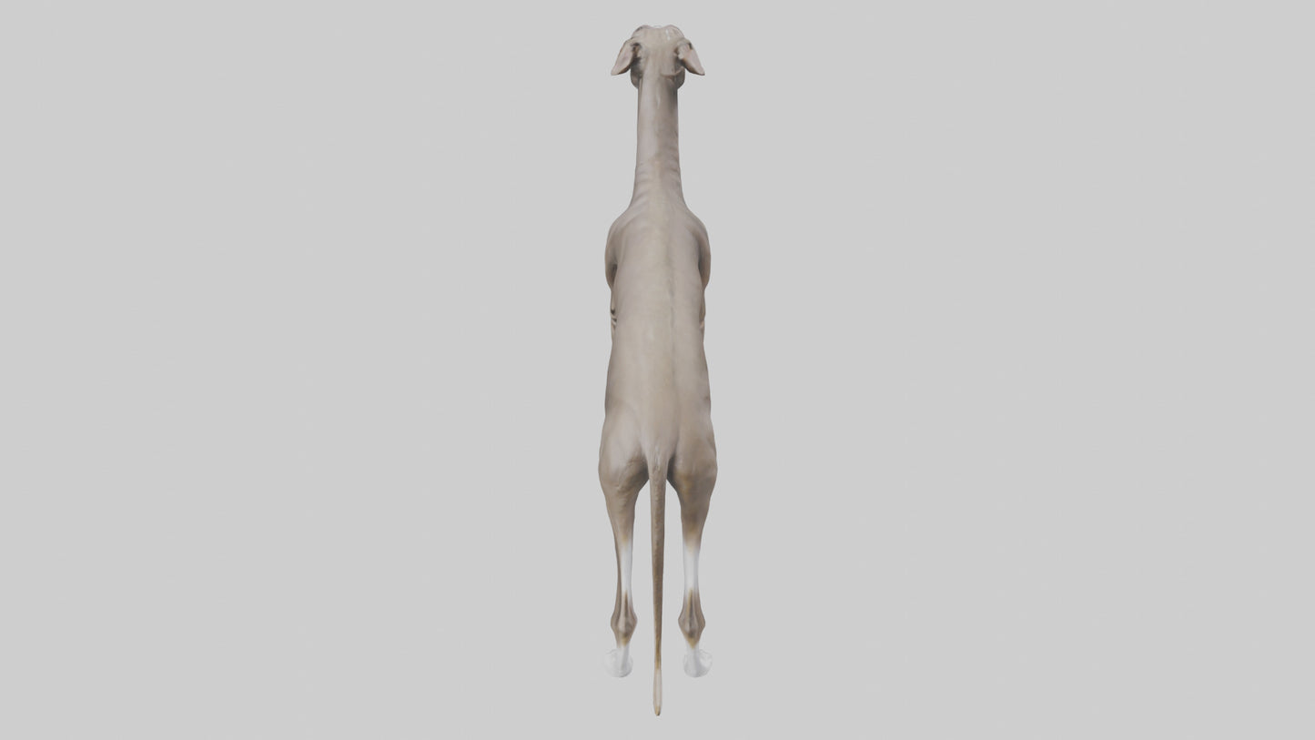 Italian Greyhound statue model VR / AR / low-poly