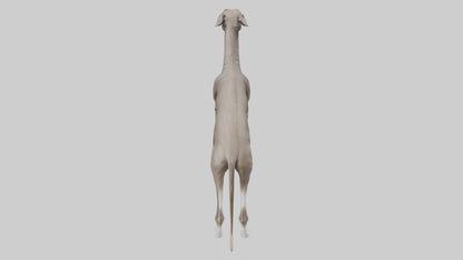 Italian Greyhound statue model VR / AR / low-poly