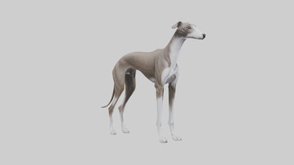 Italian Greyhound statue model VR / AR / low-poly