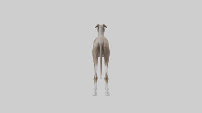 Italian Greyhound statue model VR / AR / low-poly