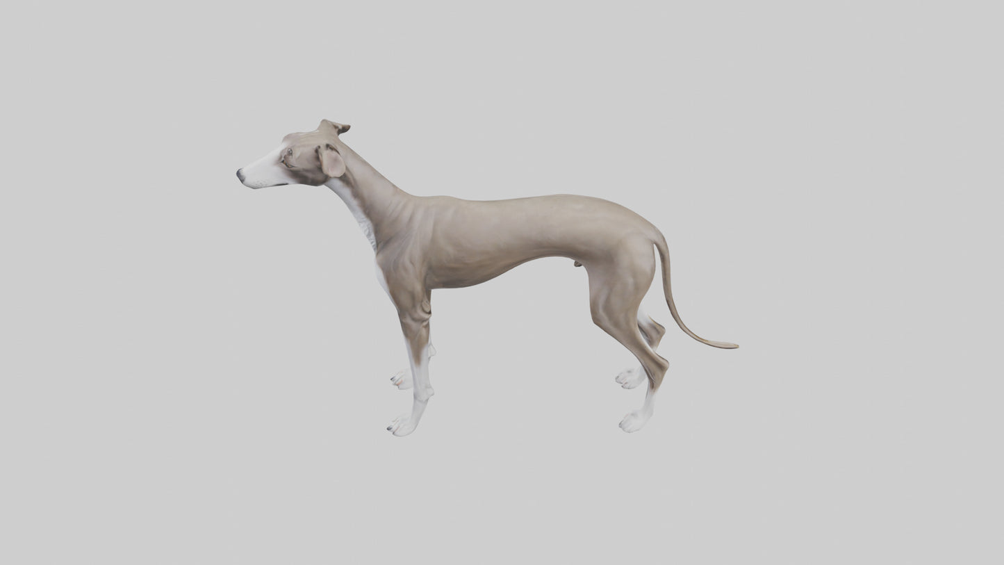 Italian Greyhound statue model VR / AR / low-poly