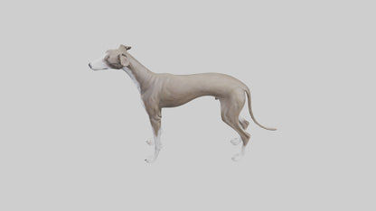 Italian Greyhound statue model VR / AR / low-poly