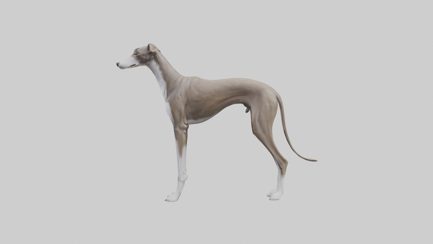 Italian Greyhound statue model VR / AR / low-poly