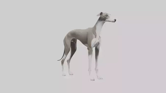 Italian Greyhound statue model VR / AR / low-poly