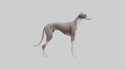 Italian Greyhound statue model VR / AR / low-poly