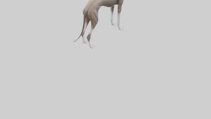 Italian Greyhound statue model VR / AR / low-poly