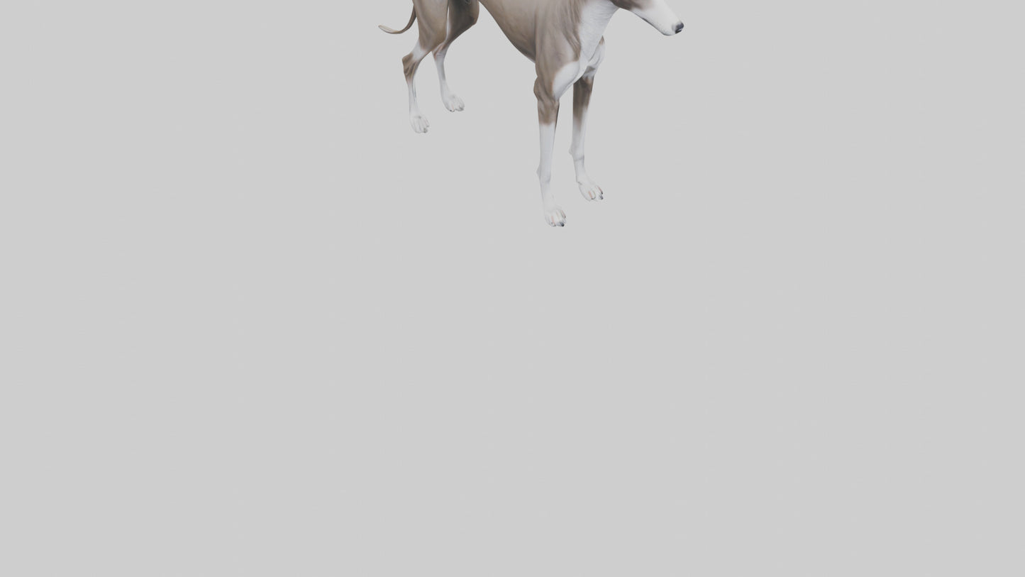 Italian Greyhound statue model VR / AR / low-poly