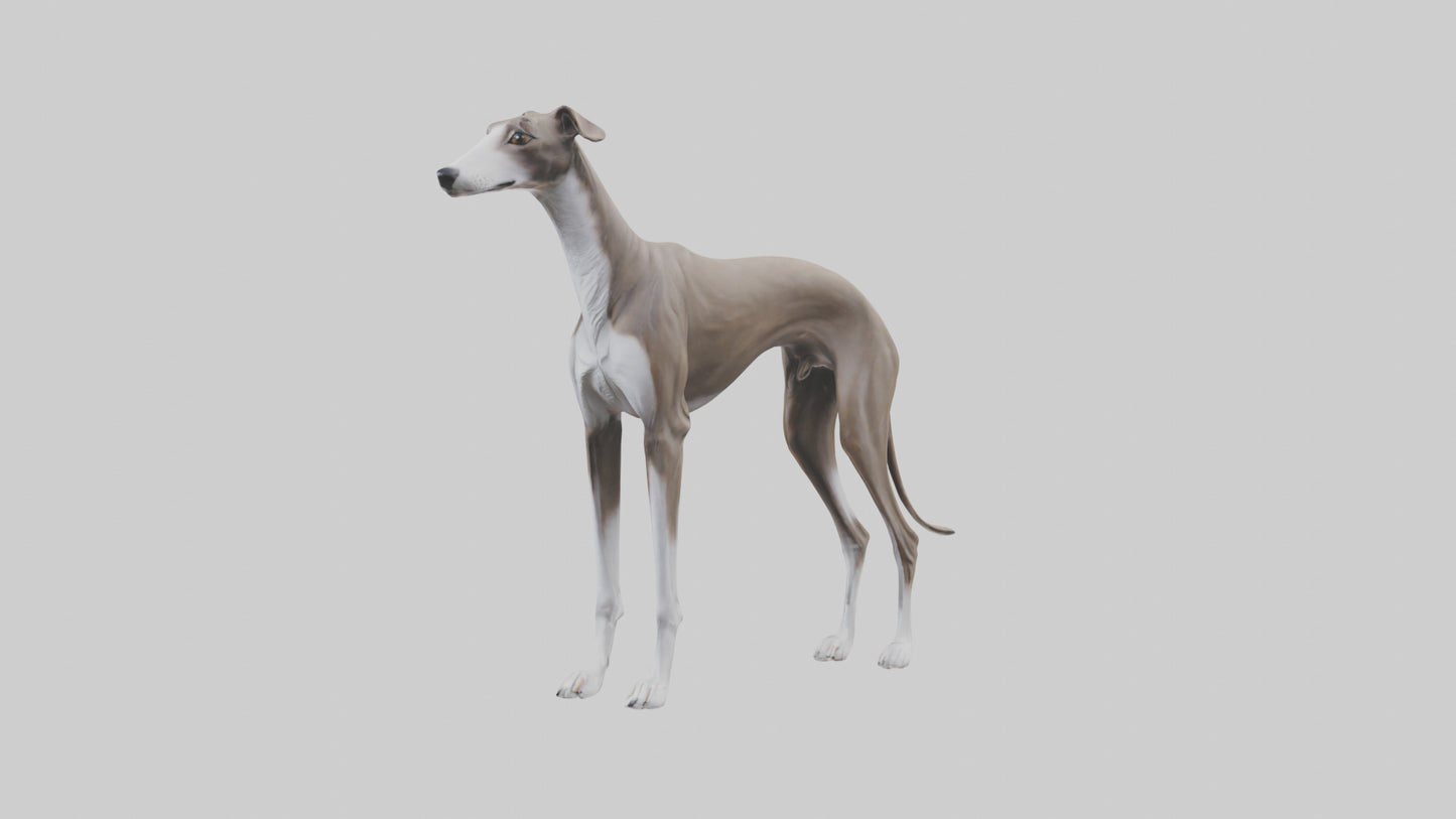 Italian Greyhound statue model VR / AR / low-poly