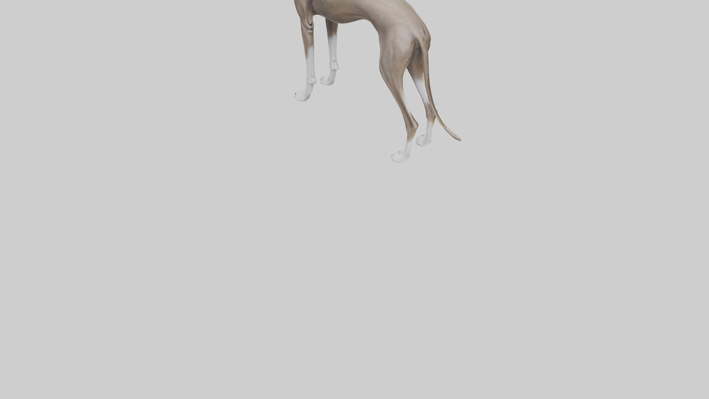 Italian Greyhound statue model VR / AR / low-poly