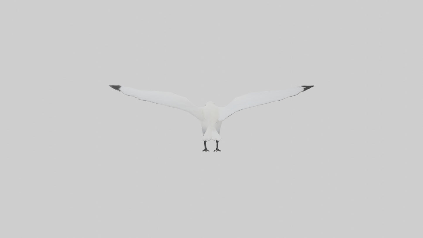 Ivory Gull flying model VR / AR / low-poly