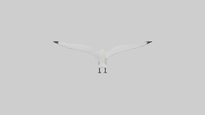 Ivory Gull flying model VR / AR / low-poly