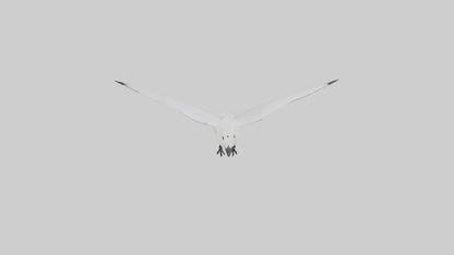 Ivory Gull flying model VR / AR / low-poly
