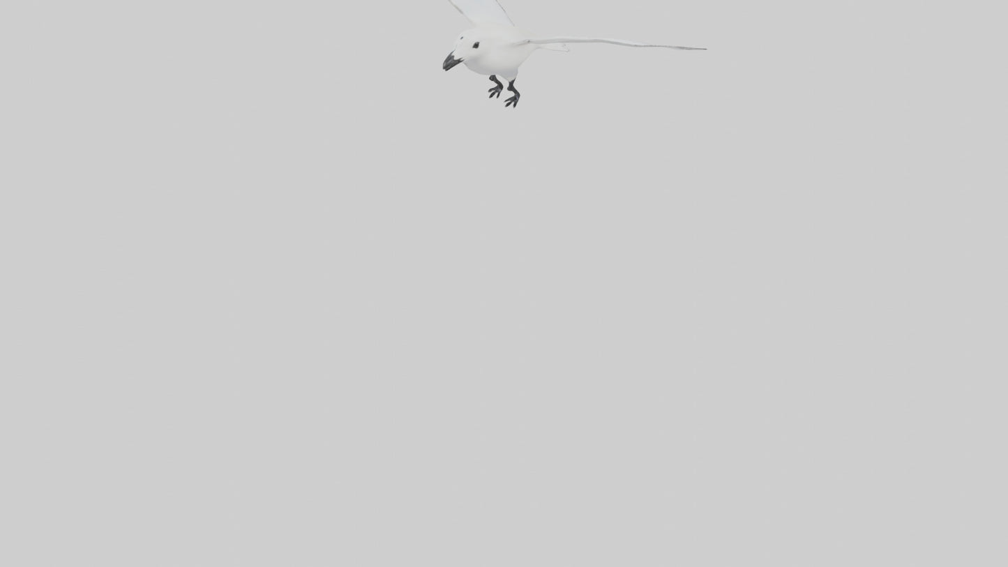 Ivory Gull flying model VR / AR / low-poly