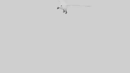 Ivory Gull flying model VR / AR / low-poly