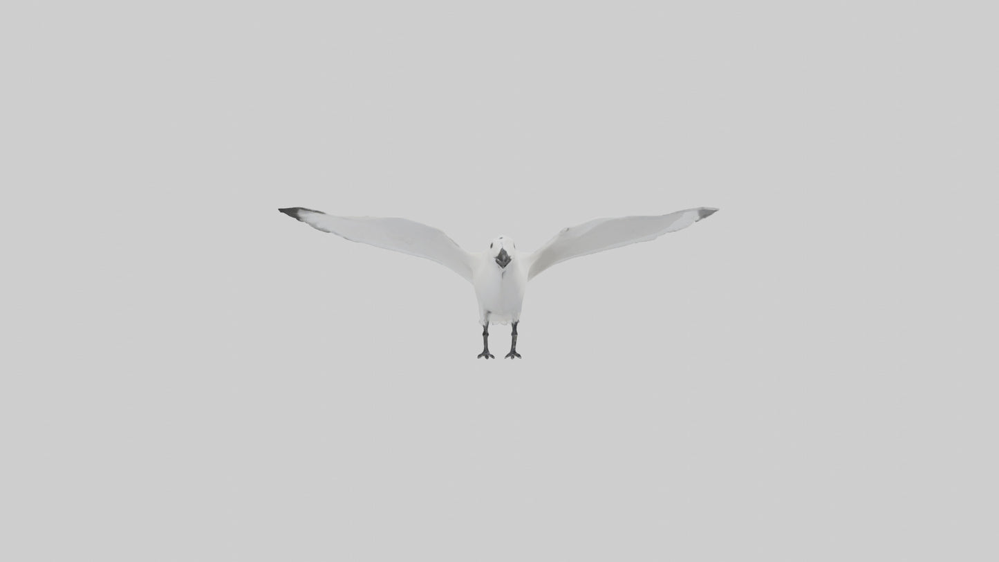 Ivory Gull flying model VR / AR / low-poly