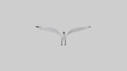 Ivory Gull flying model VR / AR / low-poly
