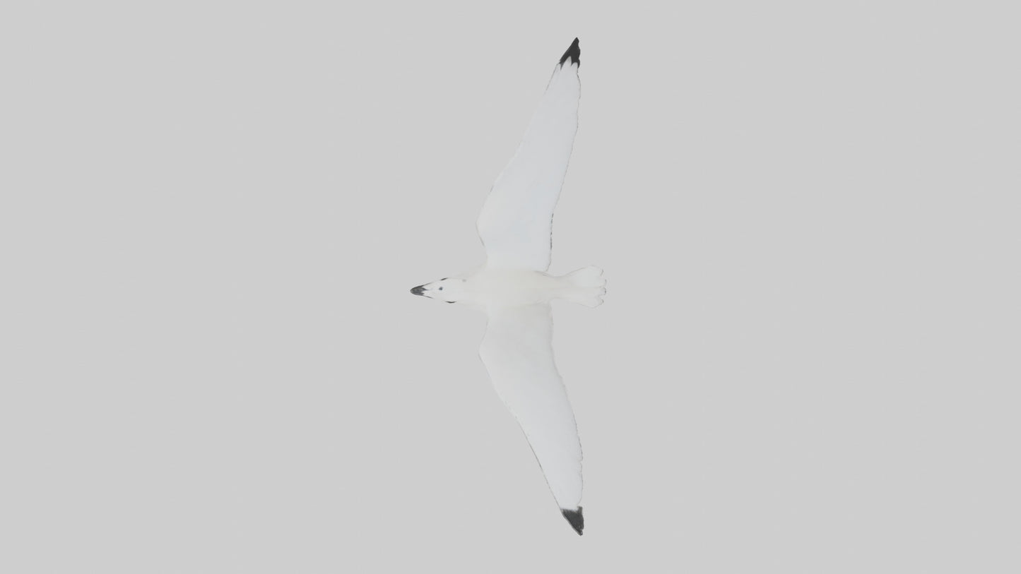 Ivory Gull flying model VR / AR / low-poly