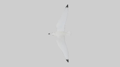 Ivory Gull flying model VR / AR / low-poly