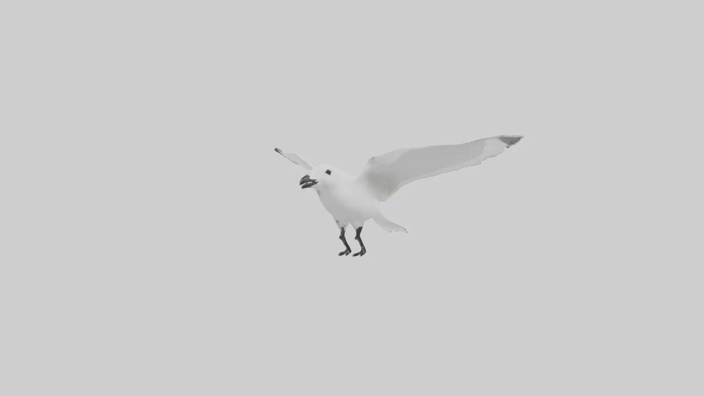 Ivory Gull flying model VR / AR / low-poly