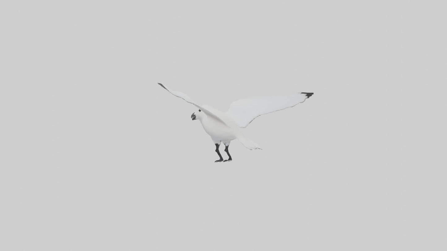 Ivory Gull flying model VR / AR / low-poly