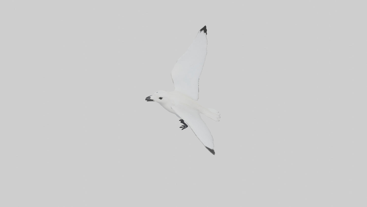 Ivory Gull flying model VR / AR / low-poly