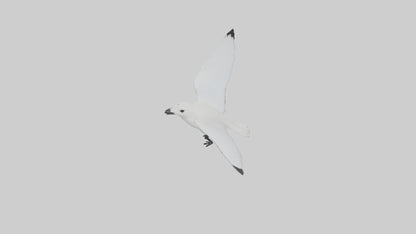 Ivory Gull flying model VR / AR / low-poly