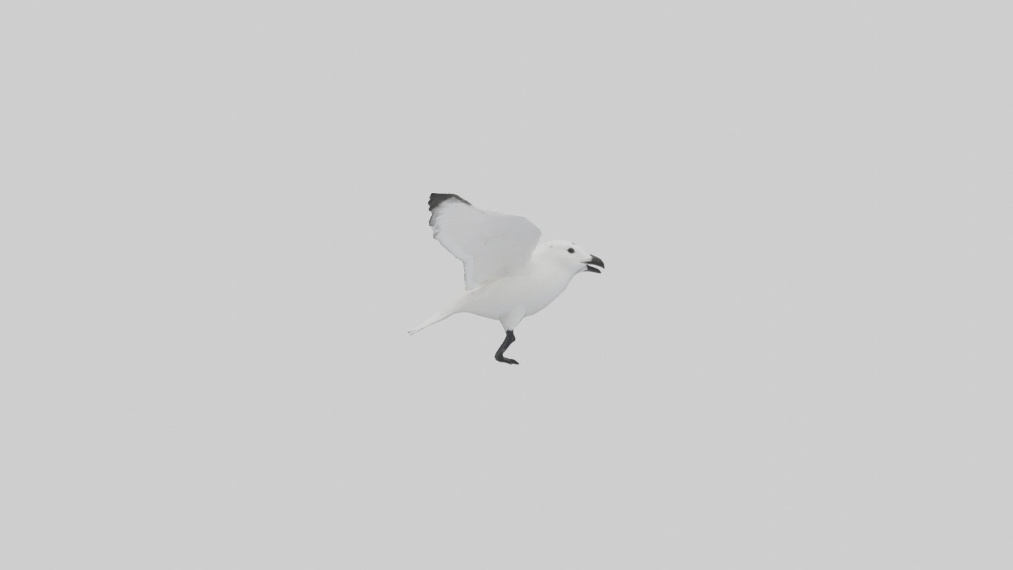Ivory Gull flying model VR / AR / low-poly