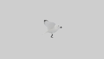 Ivory Gull flying model VR / AR / low-poly