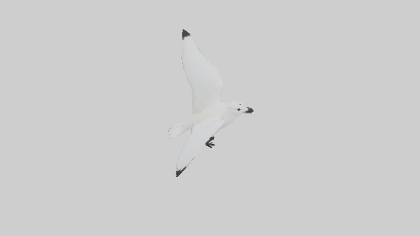 Ivory Gull flying model VR / AR / low-poly